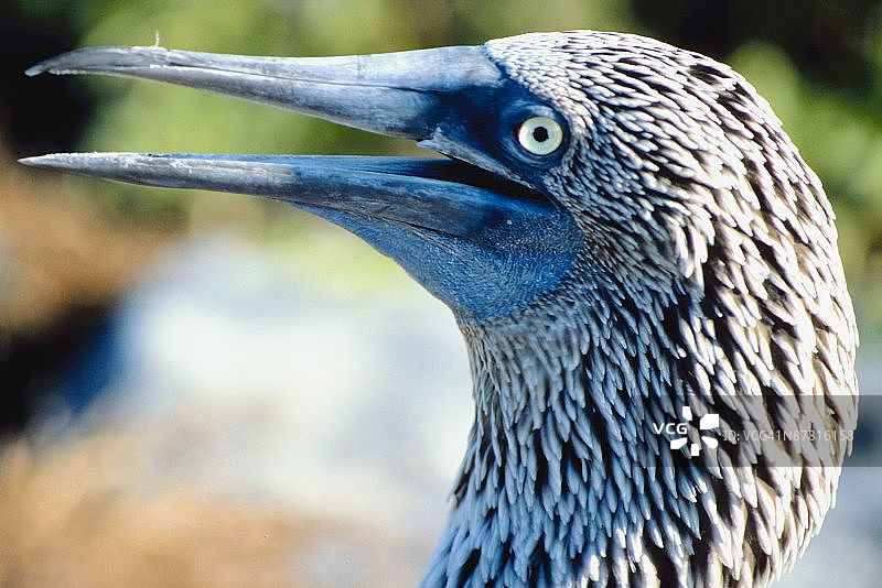 加拉帕戈斯群岛蓝脚鲣鸟的侧面图片素材