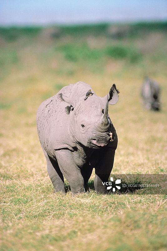 原野中的犀牛图片素材