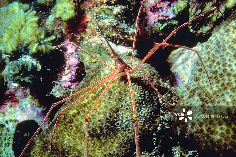 海蜘蛛特写图片素材