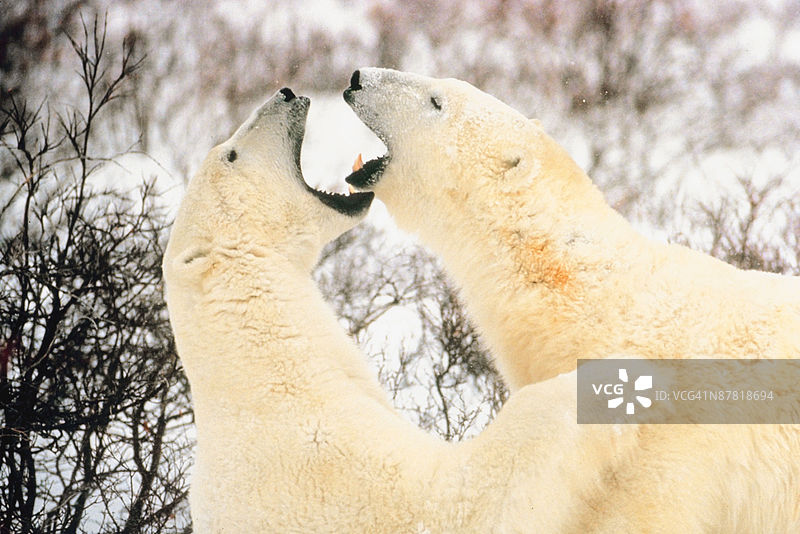 23872562图片素材