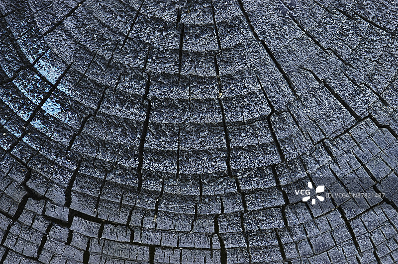 树木的年龄图片素材