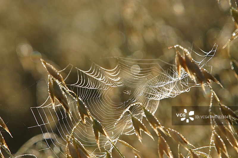 蜘蛛网特写图片素材