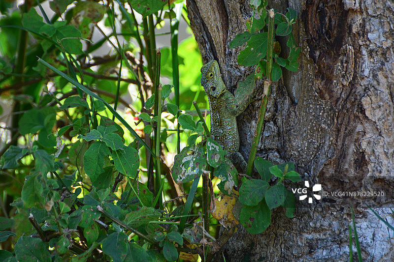 绿树飞蜥图片素材