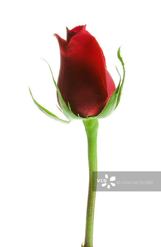 玫瑰花蕾摄影棚拍摄图片素材