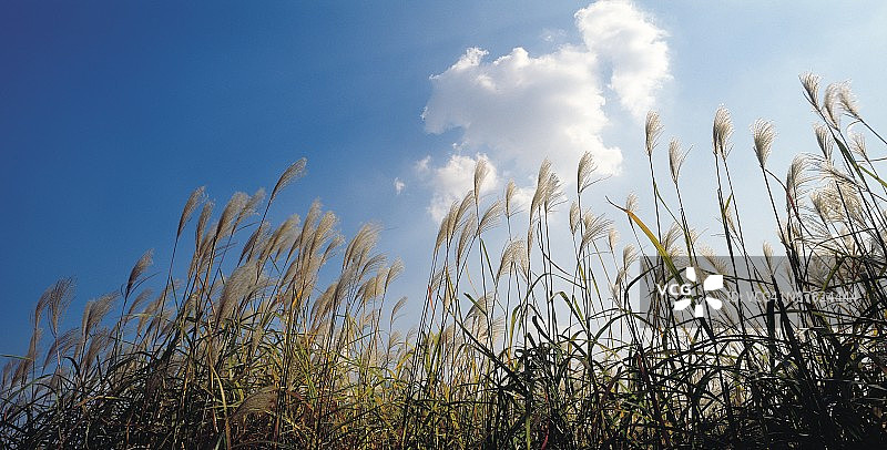 野生小麦草图片素材