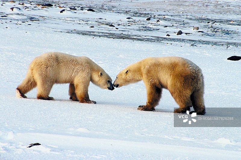 玩耍的北极熊图片素材
