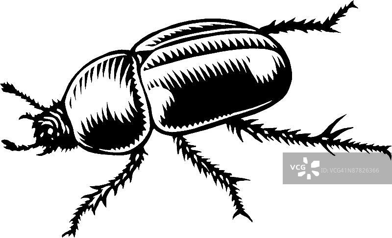 树叶上的蜗牛图片素材