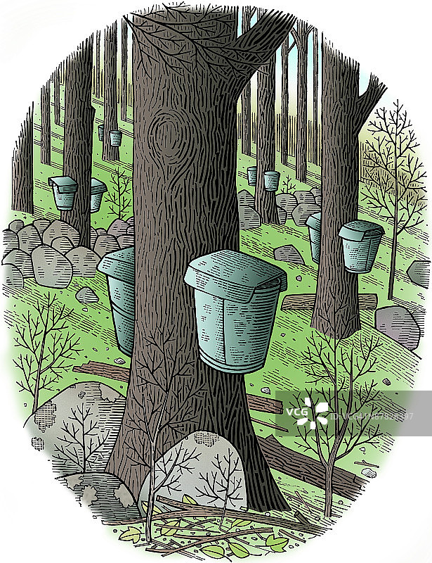 森林中的树木图片素材