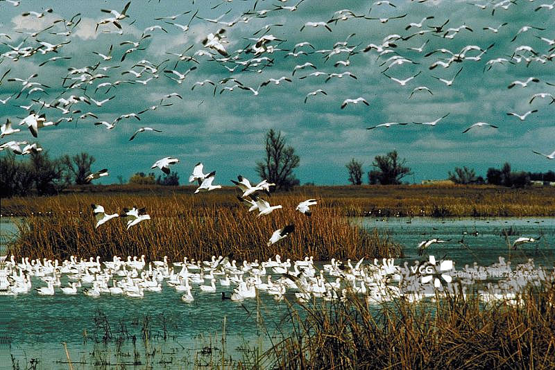 飞翔的鹅图片素材