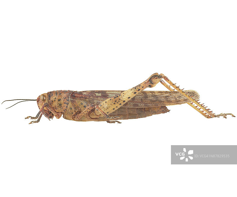 棕色蝗虫图片素材