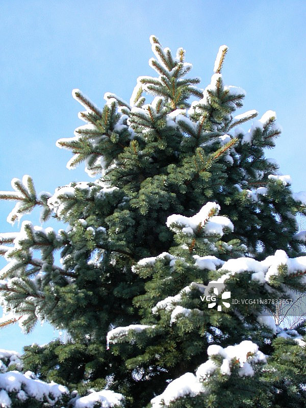 芬兰的雪中冷杉树图片素材