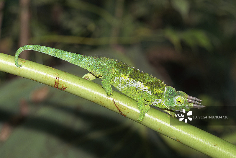 杰克逊变色龙在树枝上的侧面图图片素材