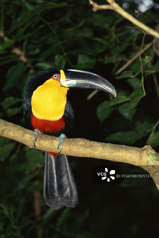 栖息在树枝上的沟嘴鵎鵼图片素材