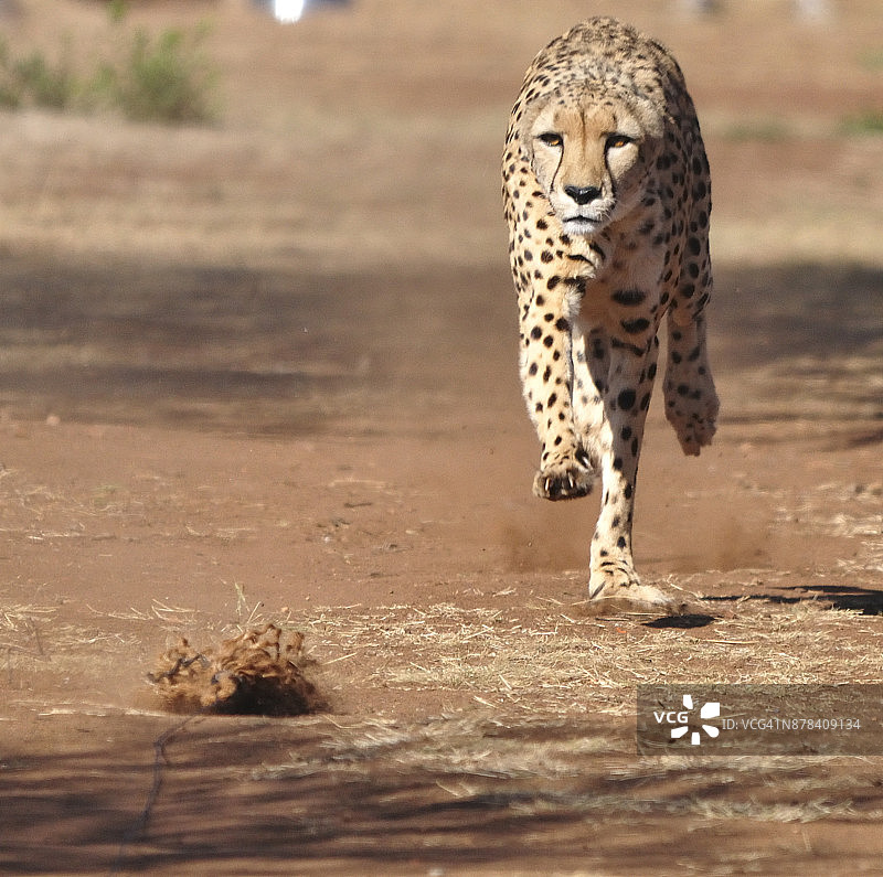 用诱饵训练和奔跑的猎豹图片素材