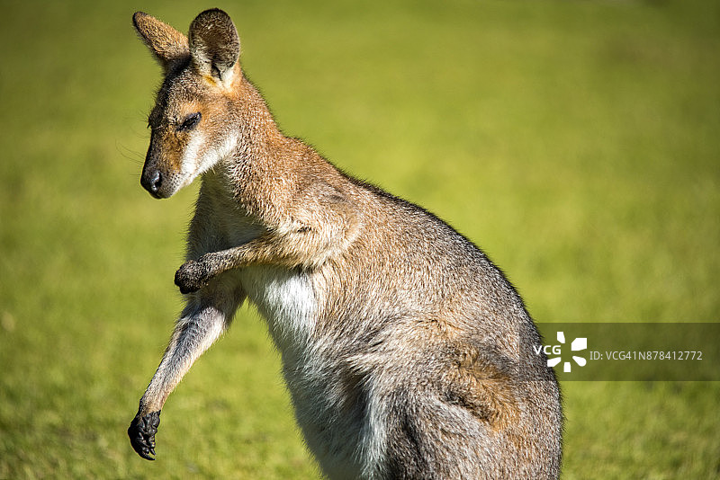 小袋鼠图片素材