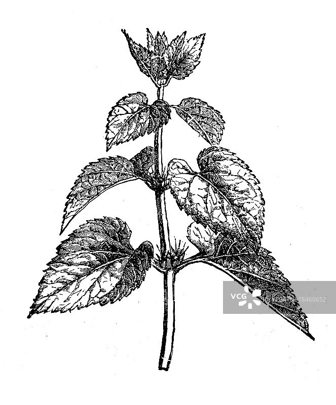 植物学古董雕刻插图：荨麻图片素材