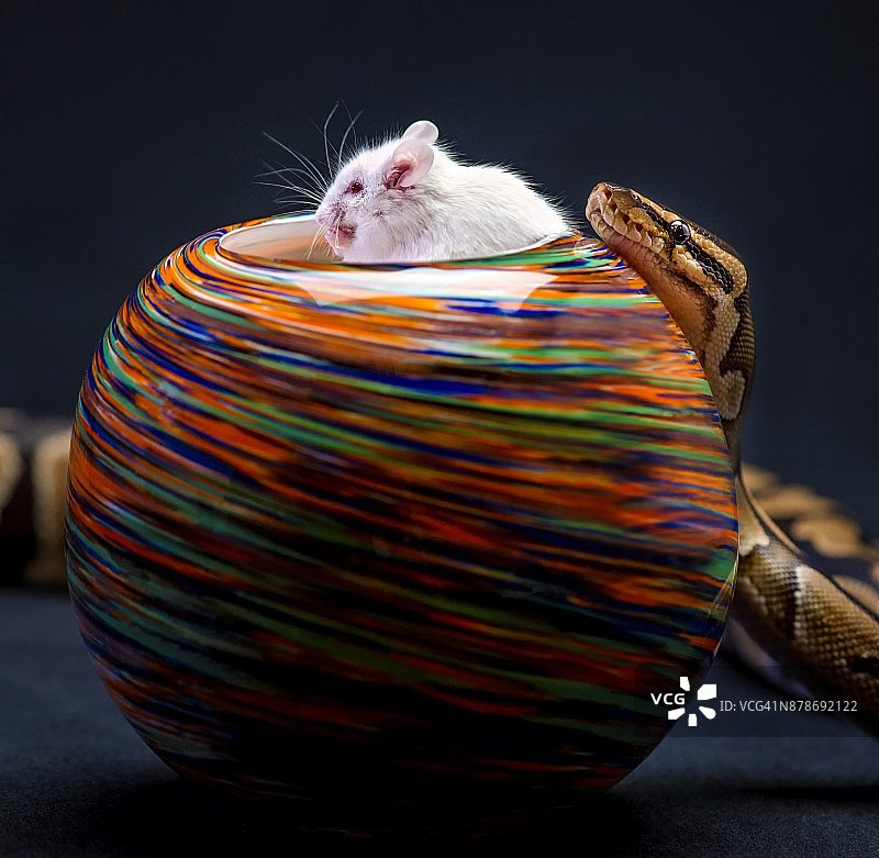 老鼠吃东西，蛇在后面图片素材