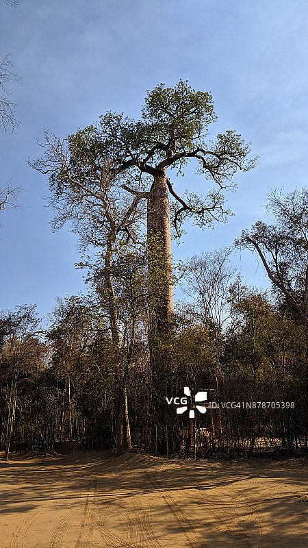 马达加斯加的猴面包树图片素材