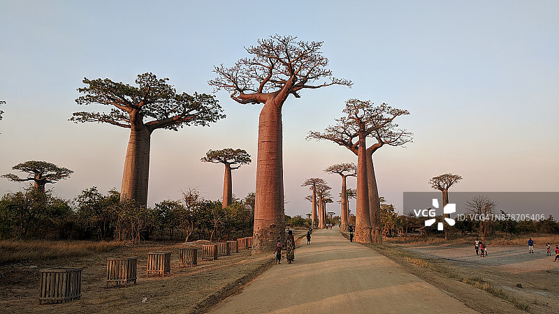 马达加斯加的猴面包树图片素材