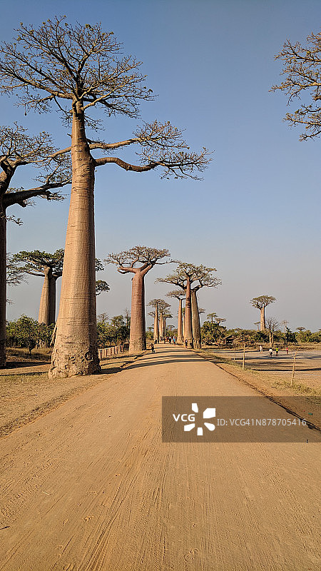 马达加斯加的猴面包树图片素材