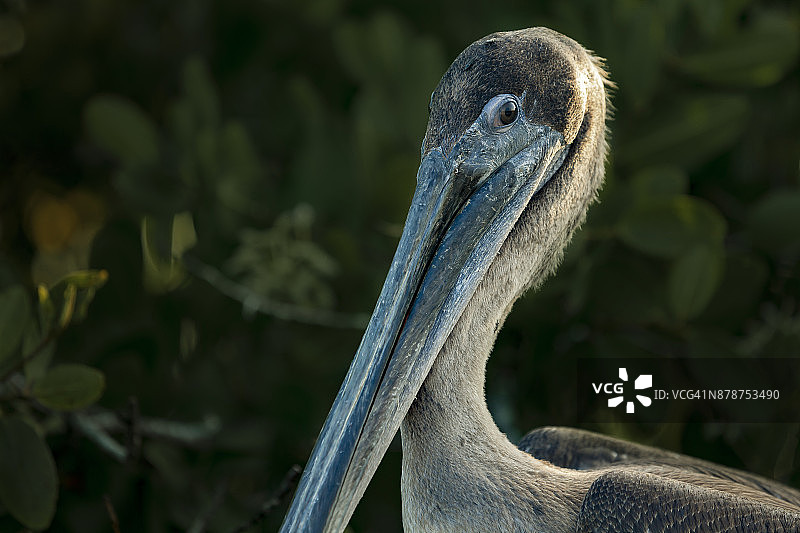 鹈鹕特写图片素材