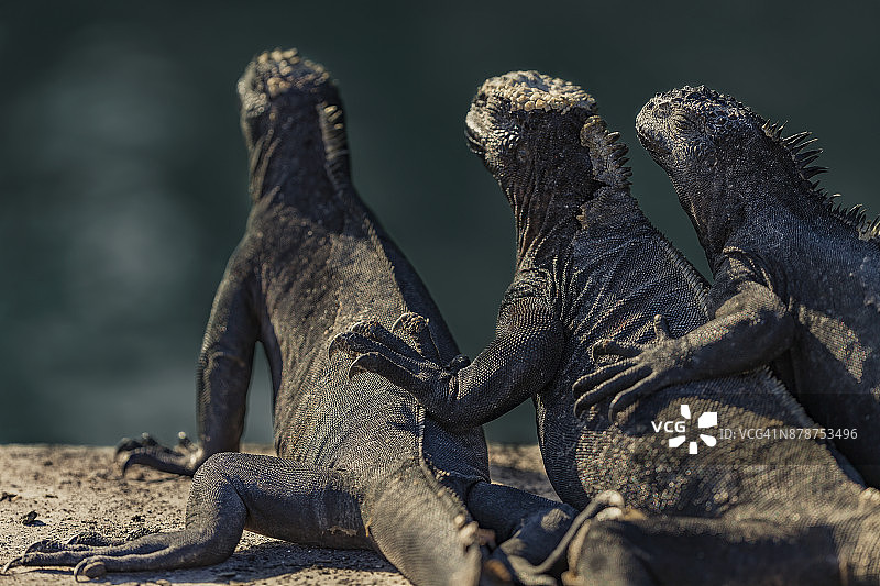 鬣蜥拥抱图片素材