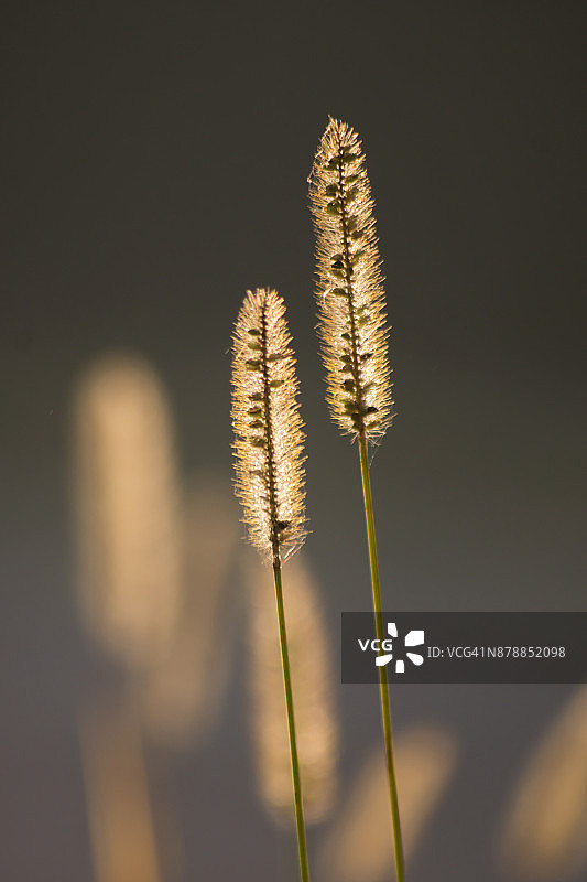 梯牧草图片素材