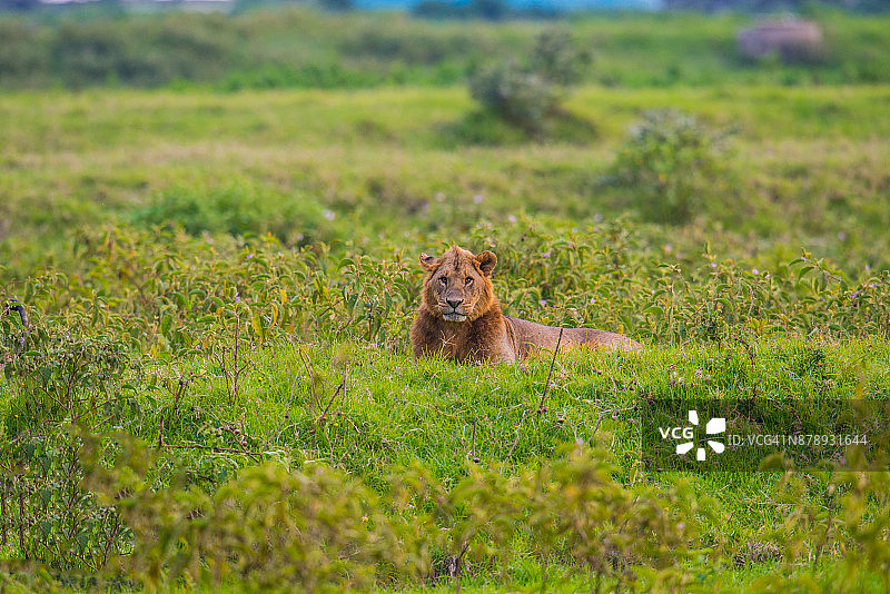 躺在草地上的母狮图片素材