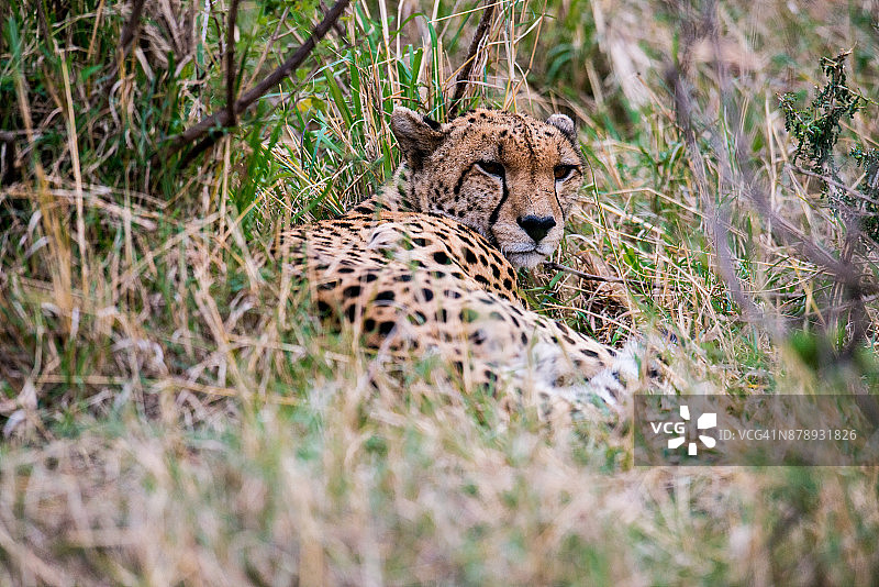 灌木丛中的猎豹图片素材
