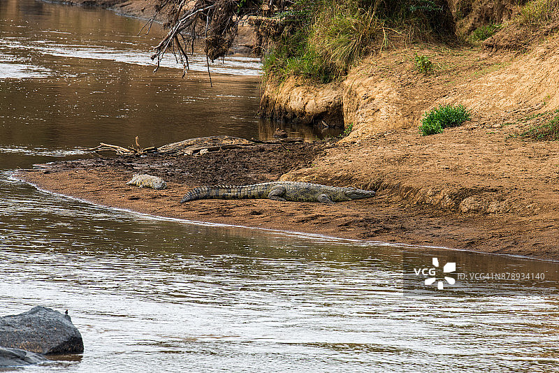 两条鳄鱼在休息图片素材