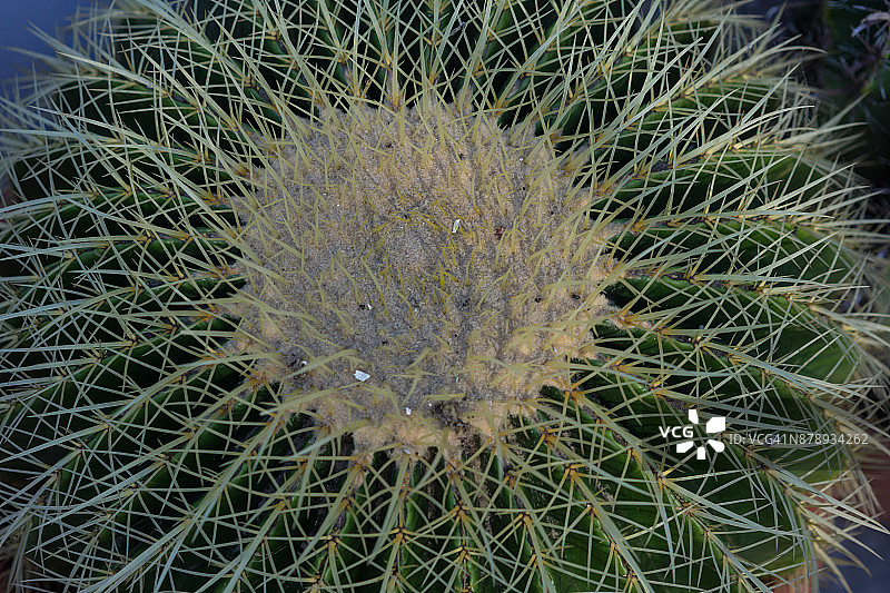 金琥仙人掌微距俯视图图片素材