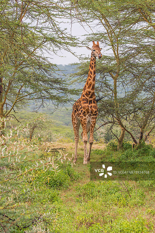 在稀树草原上的一只长颈鹿图片素材
