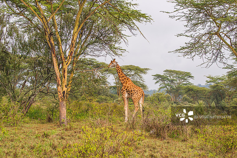 在稀树草原上的一只长颈鹿图片素材