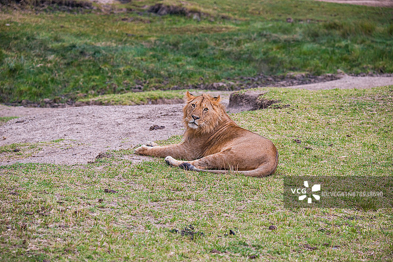 躺在热带草原上的母狮图片素材