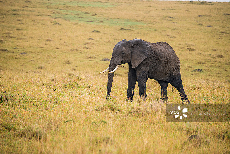 草原上的非洲象图片素材