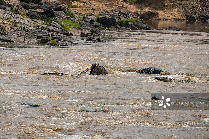 角马与鳄鱼在河中搏斗图片素材