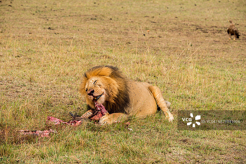 狮子进食图片素材