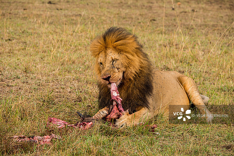 狮子进食图片素材