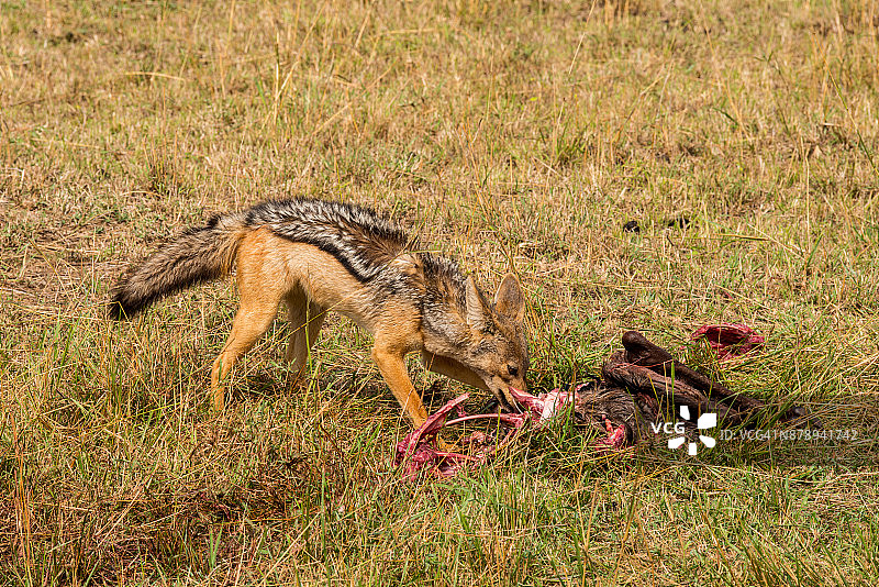 正在觅食的黑背胡狼图片素材