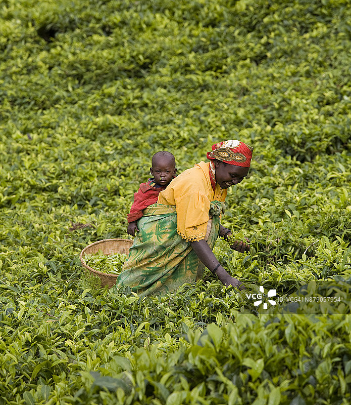 在布隆迪锡比托克马桑戈种植园采茶的女人和孩子图片素材