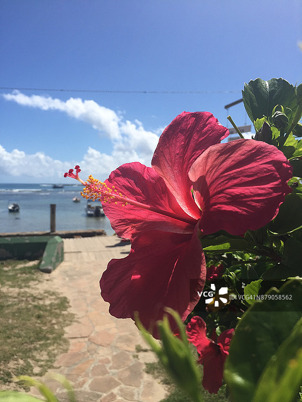 海边的芙蓉花图片素材