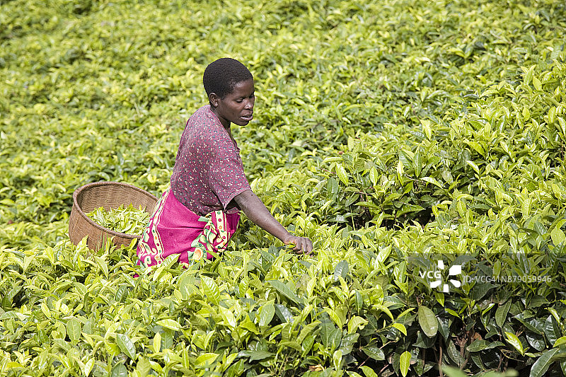 在非洲布隆迪锡比托克马桑戈种植园采茶的妇女图片素材