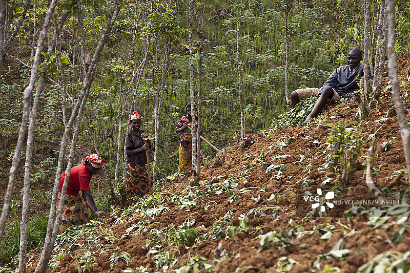 妇女在山坡上务农，布隆迪图片素材