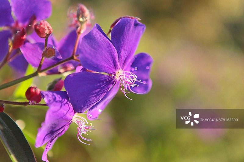 沐浴在晨光中的异萼花图片素材