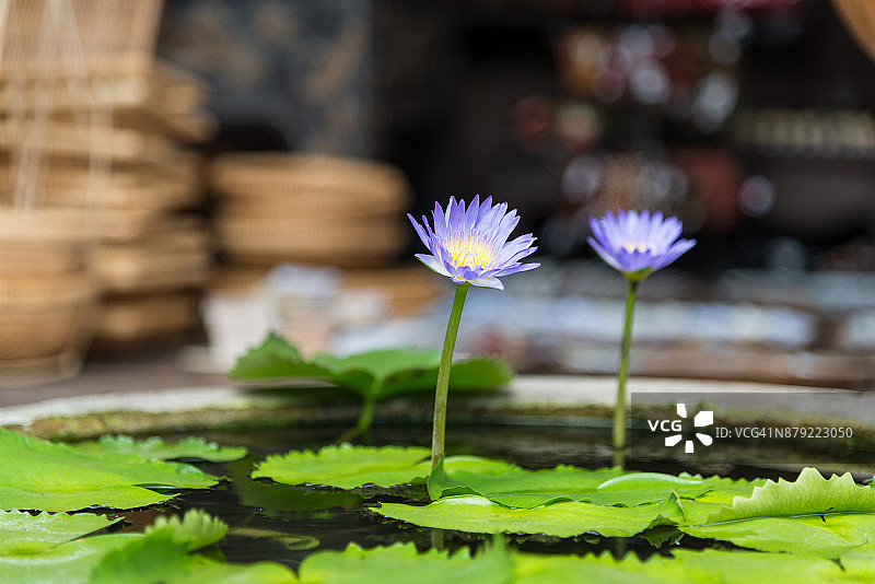 会安店铺前的睡莲池塘图片素材