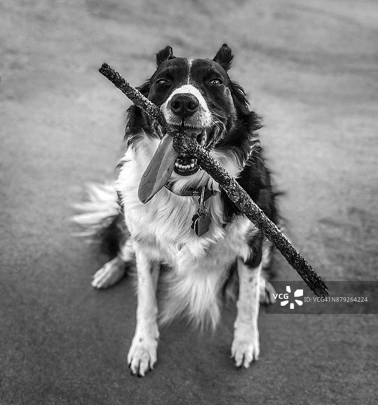 嘴里叼着木棍的边境牧羊犬图片素材