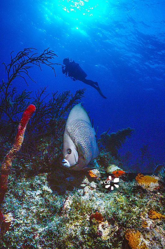水肺潜水-巴哈马图片素材