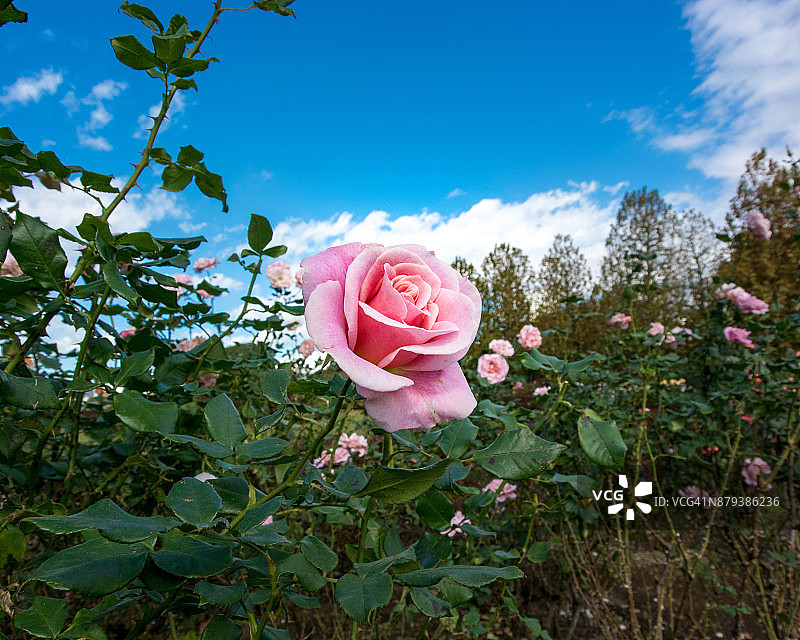 秋季玫瑰花图片素材