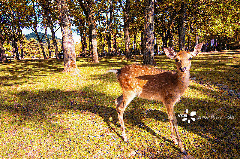 奈良公园里的鹿图片素材