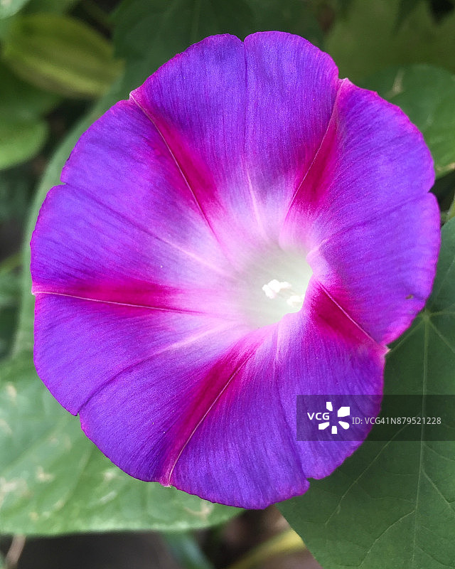 盛开的紫色牵牛花图片素材